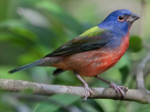 Passerina_ciris-20090208.PaintedBunting